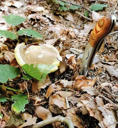 Penzion Pod čeřinkem Mirošov