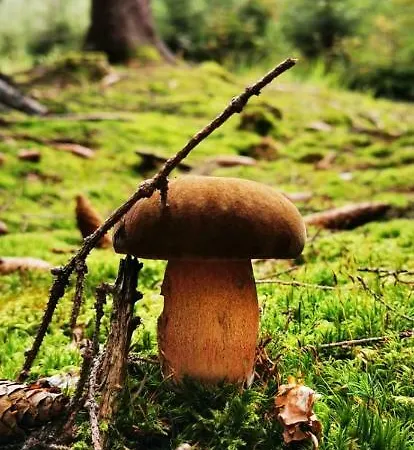 Penzion Pod čeřinkem