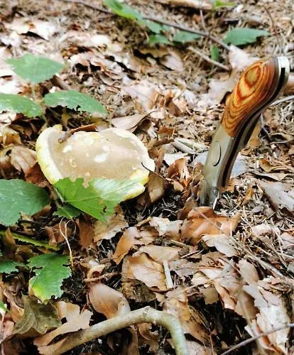 Pensjonat Pod Cerinkem Mirošov